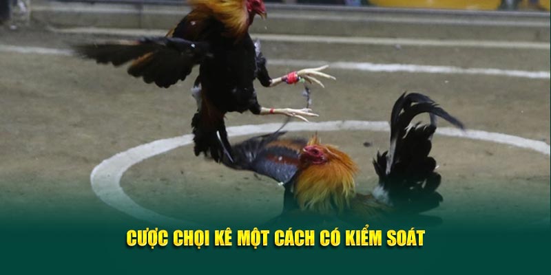 Cược chọi kê một cách có kiểm soát