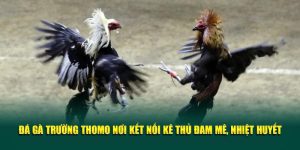 Đá Gà Trường Thomo Nơi Kết Nối Kê Thủ Đam Mê, Nhiệt Huyết