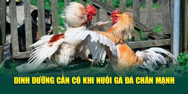 Dinh dưỡng cần có khi nuôi gà đá chân mạnh