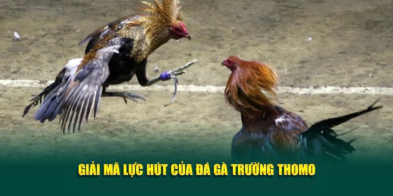 Giải mã lực hút của đá gà Trường Thomo