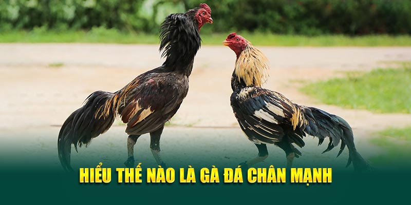 Gà đá chân mạnh là gì