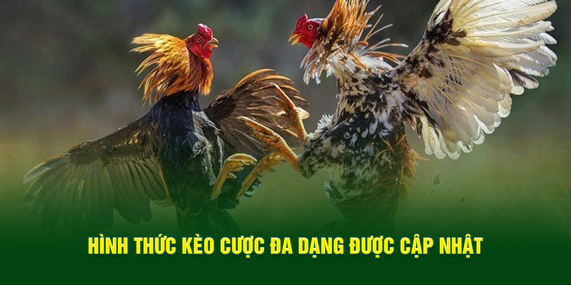 Hình thức kèo cược đa dạng được cập nhật 