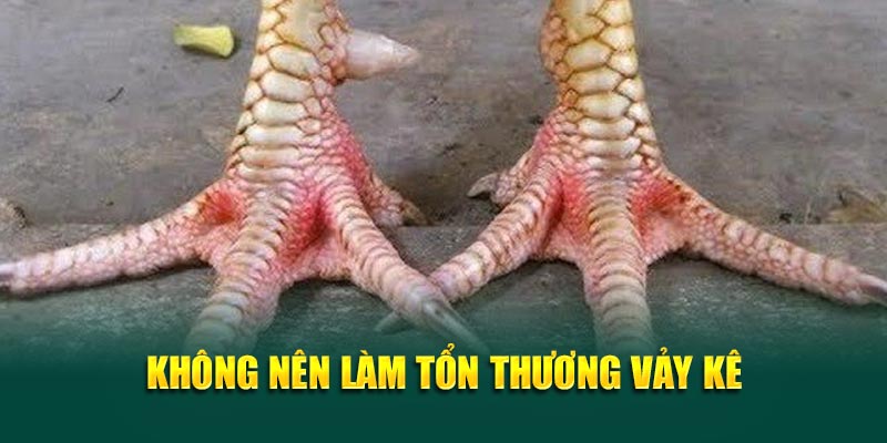 Không nên làm tổn thương vảy kê