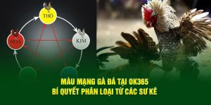 Màu Mạng Gà Đá Tại Ok365 – Bí Quyết Phân Loại Từ Các Sư Kê