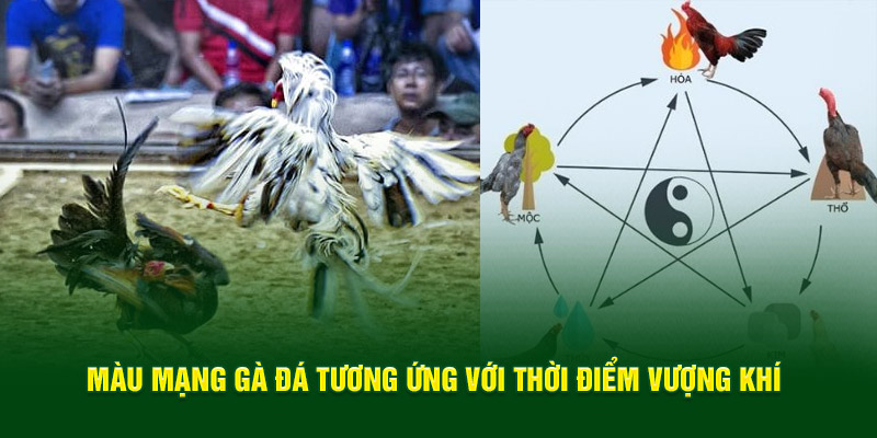 Màu mạng gà đá gắn liền với thời điểm vượng khí