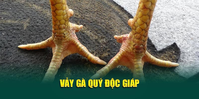 Vảy gà quý độc giáp