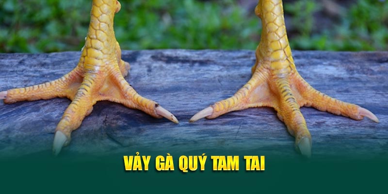 Vảy gà quý tam tai