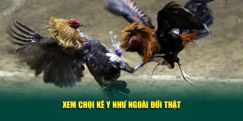 Xem chọi kê y như ngoài đời thật